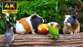 ULTIMATE Calming Nature for Cats  Cute Birds & Hungry Guinea Pigs Videos to Mesmerize Cats| 4K HDR