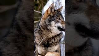 wolf #animals #wolf #sound