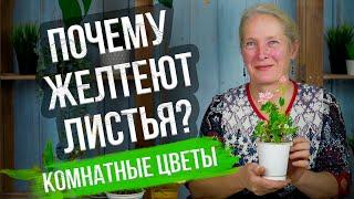 Желтеют комнатные растения?!