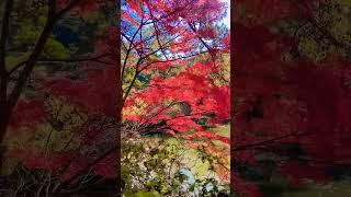Life is colorful #shorts #nature #colors #fall #autumn #japan #life #travel #reels #kobe #anime