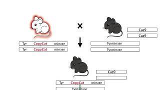 Super-Mendelian inheritance mediated by CRISPR–Cas9 in the female mouse germline