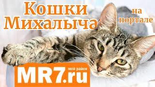 Кошки Михалыча на портале MR7ru.