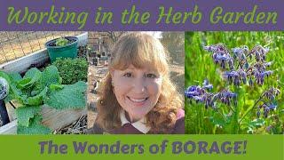 Working in the HERB GARDEN - The Wonders of BORAGE!