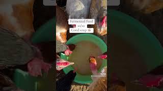If you’re looking for delicious treats for your chickens- these are all flock approved! #chickens