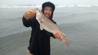 Surf fishing in Newport/Huntington Beach! Corbina!