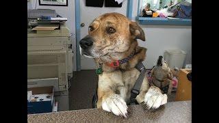 The Outer Banks SPCA and 2 Traveling Dogs