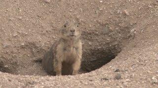 Contest hunters kill 500+ prairie dogs