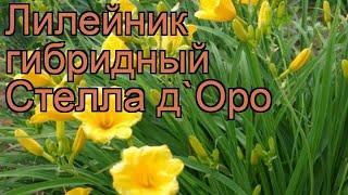 Лилейник гибридный Стелла д'Оро (hemerocallis)  обзор: как сажать, рассада лилейника Стелла д'Оро