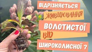 Чим відрізняється живцювання між волотистою і широколистою гортензією? Огляд живців