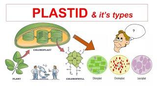 Plastid & It's Types || Chloroplast, Chromoplast, Leucoplast || Fundamental Unit of Photosynthesis