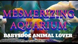 Amazing ASMR FISH AQUARIUM by BABYSDOC ANIMAL LOVER YOUTUBE CHANNEL