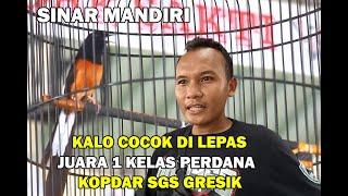 KALO COCOK DI LEPAS  SINAR MANDIRI