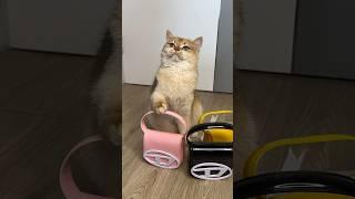 My cat Nika wanted the same handbag as mine #cat #cats