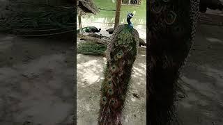 павлины!!!Tajikistan,Dushanbe,Таджикистан,Душанбе,Ботанический сад