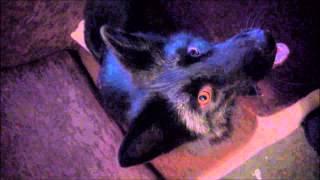 Pet Fox Panting