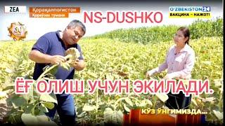 Кунгабоқар NS-DUSHKO. ZEA ва PANAEV FARMS хамкорлигида 2021 йилда ўтказилган тажриба натижаси.