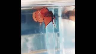 Rare Orange Wild Betta 