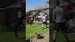 Funny Dog Soccer Videos! ️