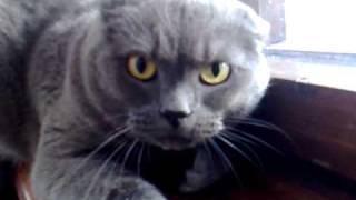 angry cat British Shorthair