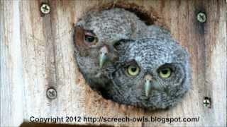 Funniest and Cutest Baby Screech Owls!