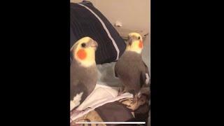 Cockatiels Singing Nonstop!