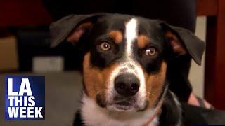 Councilmember John Lee's Office Fosters Dog From LA Animal Services