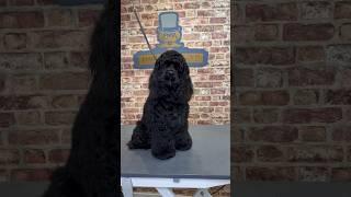 Doggy Daily Episode 244: Sammy the American Cocker Spaniel  #americancockerspaniel #dog