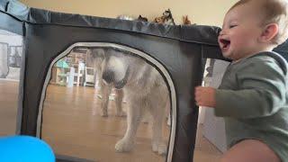 Adorable baby Boy Laughing At Dog Is Pure Love! (Cutest Ever!!)