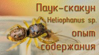 Паук скакунчик Heliophanus sp