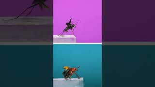 Tiger beetles do everything fast! #insects #insectbehavior