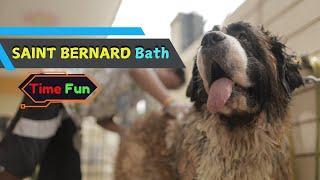 Saint Bernard Bath Time : Tips and Tricks for a Smooth Process #saintbernard #doggroomingtips