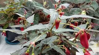 Бегония Боливийская Беллависта Ред (Begonia Bellavista Red)