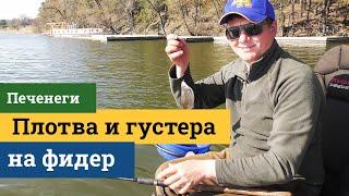 Плотва и густера на фидер ранней весной. Печенежское водохранилище