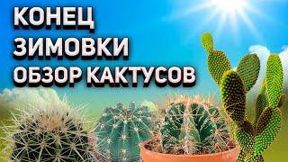 Конец зимовки кактусов. Уход за кактусами. Обзор моих кактусов.