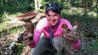 MUSHROOM COLLECTION ON THE BORDER WITH LITHUANIA. new mushroom place, mushroom hobby, nature lovers