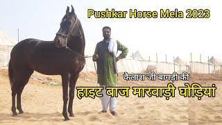 कैलाश जी बागड़ी की हाइट बाज घोड़िया | pushkar pashu mela 2023 | horse mela | pkraj vlogs