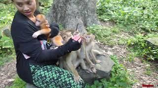 Adorable Abandoned monkey waiting milk from Mom KT and reaction of Rusty was Different from their