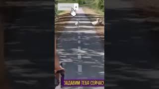 вот гусь #прикол #гусь #машина #крик