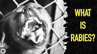 What Happens When You Get Rabies?