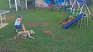 Homeowner Scares Away Rabid Fox Trying to Attack Her Dogs