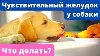  Чувствительный желудок у собаки: что делать?