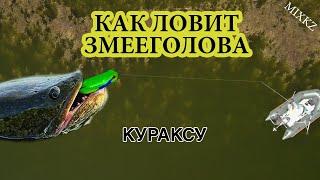 Атаки Змееголова, Кураксу, Рыбалка на Змея, Рыбалка в Талдыкоргане, Дикая МОЯ Рыбалка микс кз