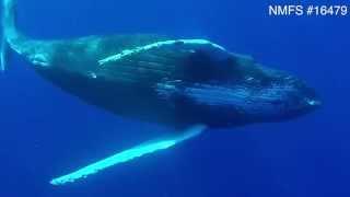 Underwater footage of humpback whales reveals penis extrusion