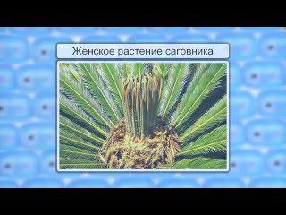 Размножение семенных растений. Видеоурок по биологии 6 класс