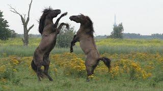 Horse fight between two Konik horses