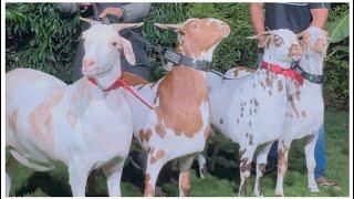 Barbari Khassi Goats Ki Taiyyari at Exotic Goat Farm | Palai Open in Padgha