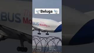 Beluga Airline...Tranposrting Heavier
