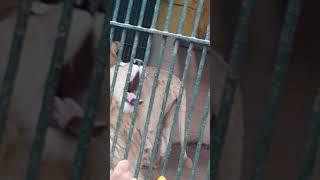 LOIN IN ZOO | shair |