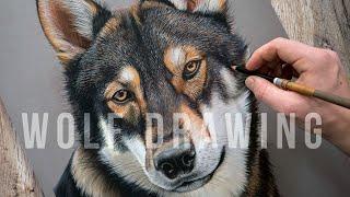 REALISTIC WOLF DRAWING - Animal Art | Colour Pastel Technique