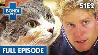 Cat Left To Drown at Bondi Beach  | Bondi Vet Season 1 Ep2 | Bondi Vet Full Episodes | Bondi Vet